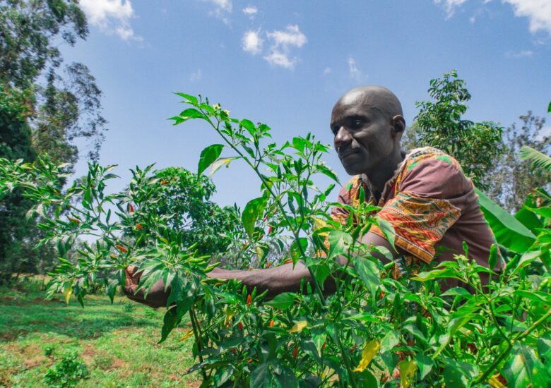 Good Returns Make Farmer Quit Sukumawiki Farming For Chillies