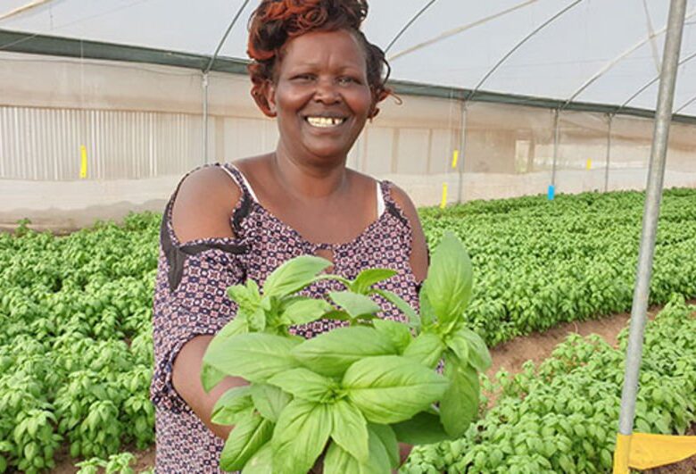 Kenyan youth urged to venture into lucrative herbs farming