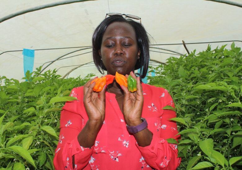 MARKUP Kenya to Support Chilli Value Chain