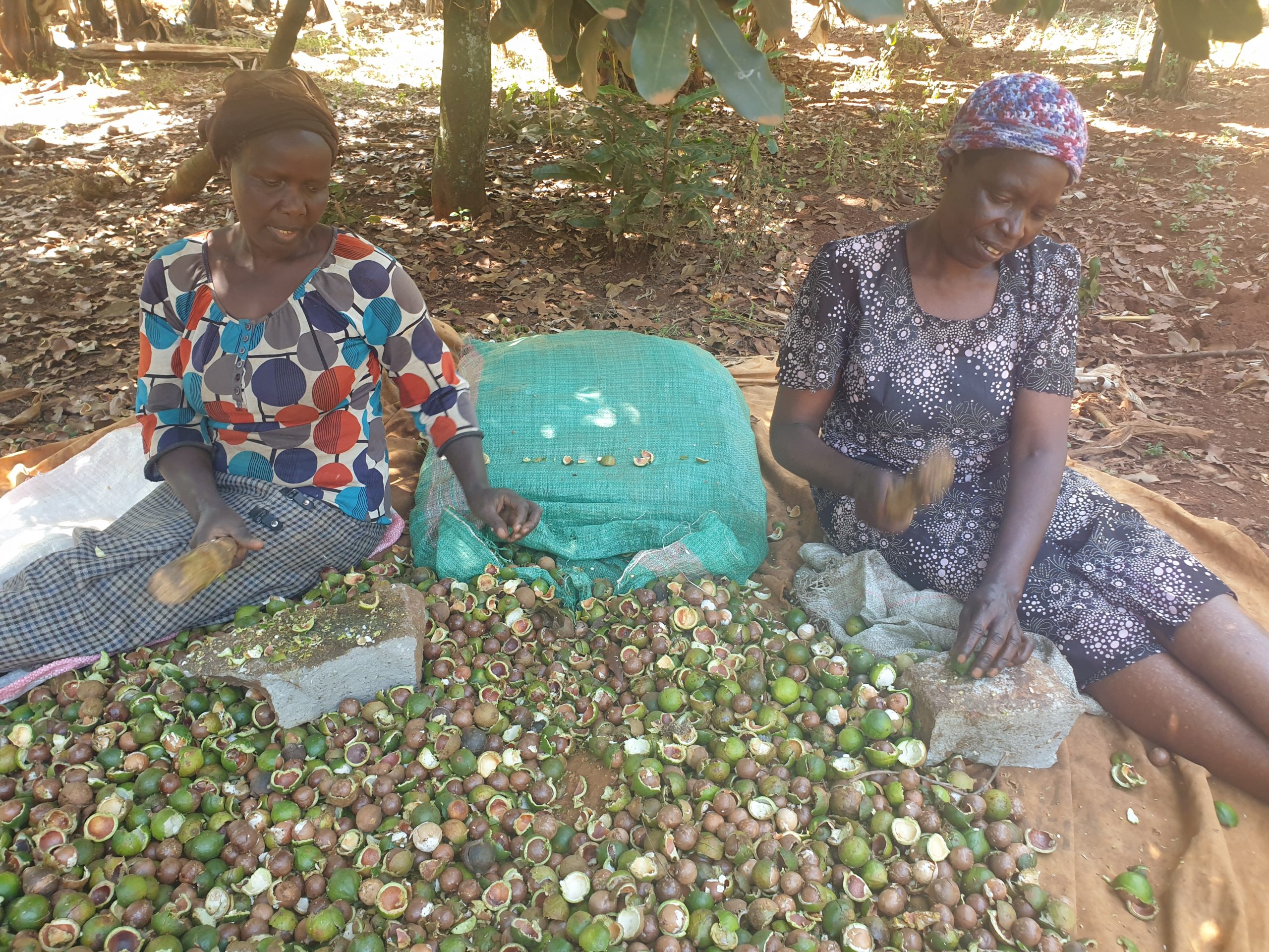 International Day for Rural Women: Celebrating Women in Macadamia Value Chain